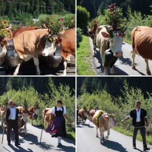 Lenk Cow Parade
