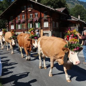 Lenk Cow Parade 2018