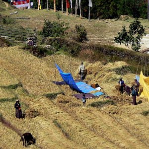 Working in the fields, near Radi, Bhutan