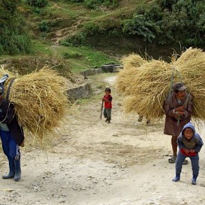 Carrying straw, near Radi, Bhutan