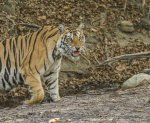 INDIA 2018 (MASTER) 451.jpg
