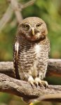 Pygmy Owl 2014.JPG