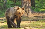FINLAND 2014 068.JPG