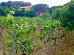 maratea vineyard.jpg maratea vineyard.jpg
