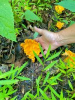 Chanterelles.jpg
