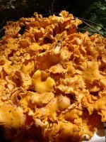 Chanterelles 1.jpg