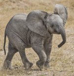Dumbo.jpg