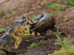 Caiman & Catfish, Brazil.jpg