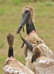 Jabiru Storks with Tiger Snake, the Pantanal.jpg