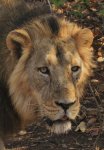 Asiatic Lion.JPG Asiatic Lion.JPG