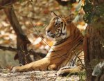 Tiger at Bandavgarh 2014.jpg Tiger at Bandavgarh 2014.jpg