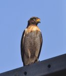 Roadside Hawk.JPG