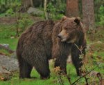 Brown Bear.JPG Brown Bear.JPG