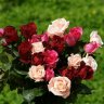 FairFlower