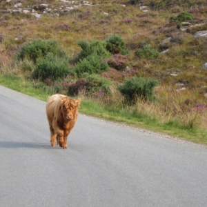 Highland Cattle in the NW Highlands of Scotland