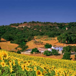 Sunflowers and hills