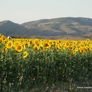 Sunflowers