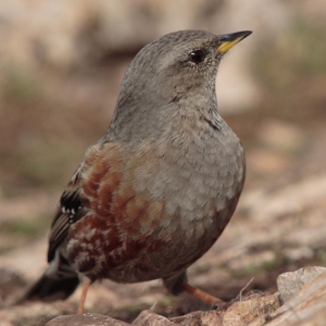 Alpine Ascentor