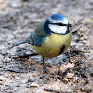 Blue Tit