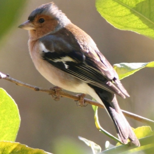 Chaffinch