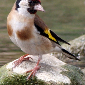 Goldfinch
