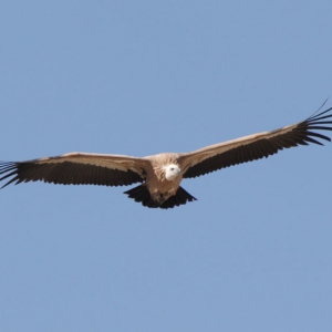 Griffon Vulture