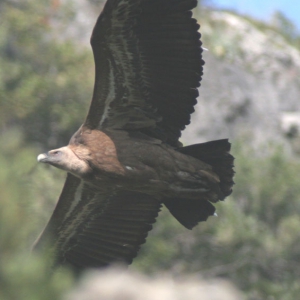 Griffon Vulture