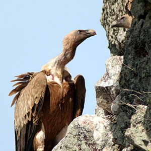 Griffon Vulture