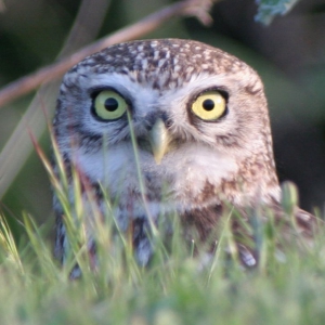 Little Owl