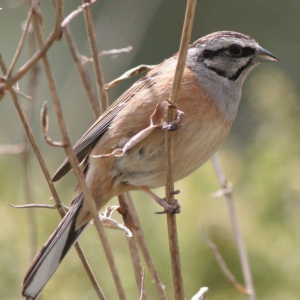 Rock Bunting