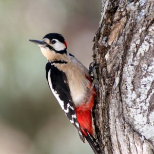 Woodpecker