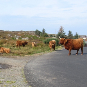 the Highland cattle