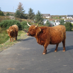 the Highland cattle