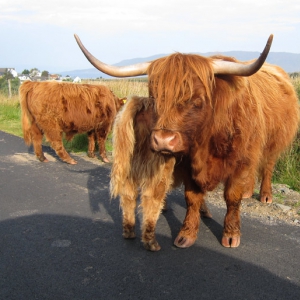 the Highland cattle
