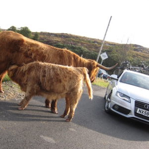 the Highland cattle