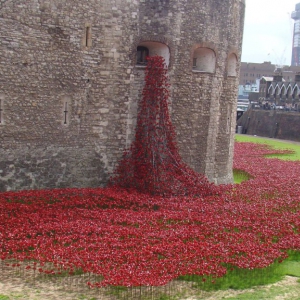 Poppy Installation