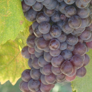 Grapes on vine