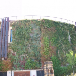 Living wall
