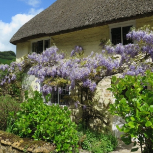 Stoke Abbott, Dorset