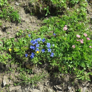 Grindelwald