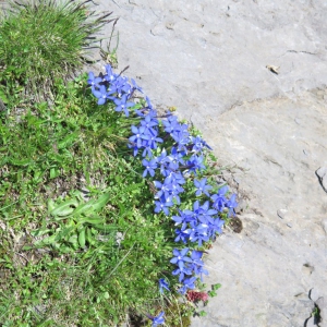 Grindelwald
