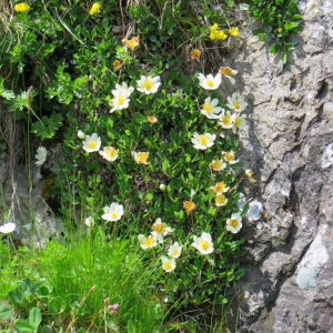Grindelwald