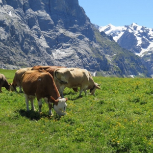Grindelwald