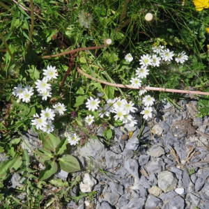 Grindelwald