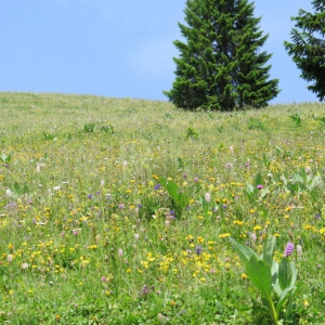 Gstaad