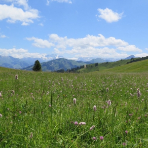 Gstaad/Saanen