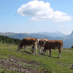 cowbells music - YouTube