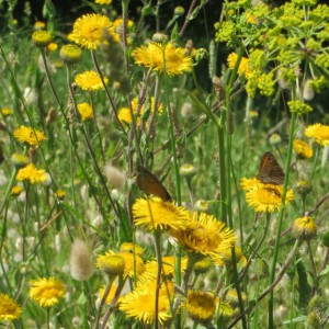 Butterfly heaven (there were hundreds!)