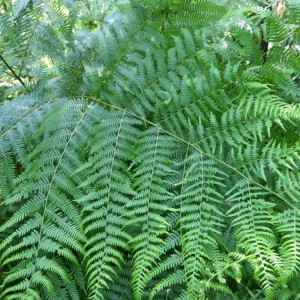 Giant ferns
