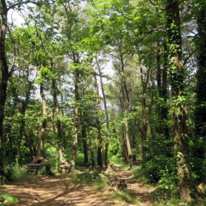 Trail through the magic woods